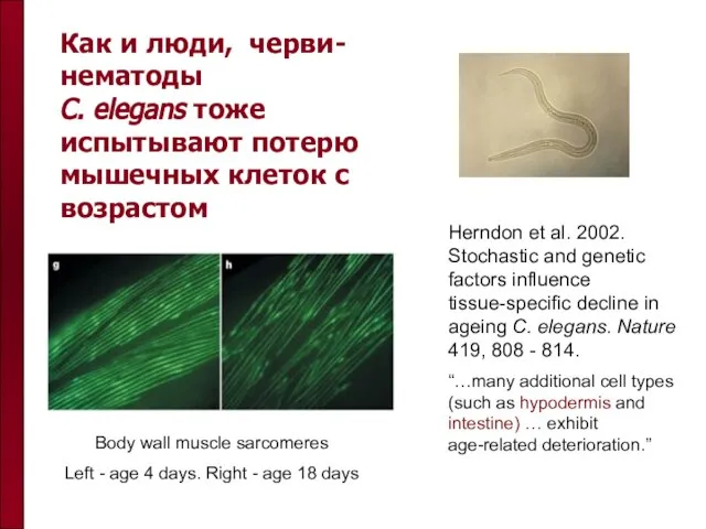 Как и люди, черви-нематоды C. elegans тоже испытывают потерю мышечных клеток с