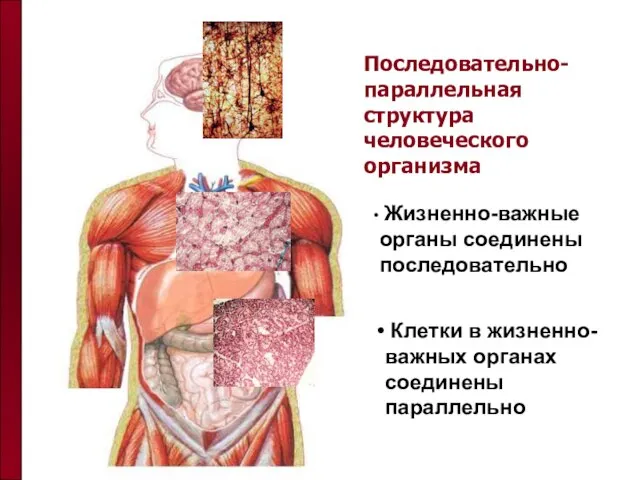 Последовательно-параллельная структура человеческого организма Жизненно-важные органы соединены последовательно Клетки в жизненно-важных органах соединены параллельно