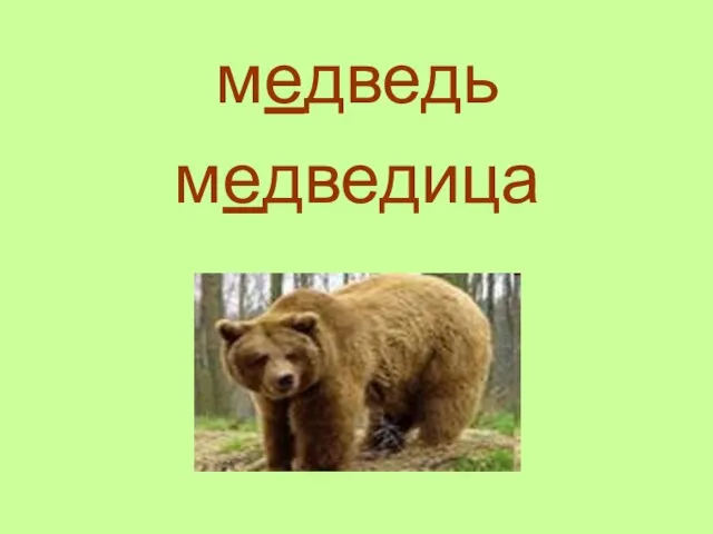 медведь медведица