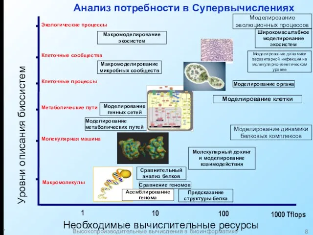 * Высокопроизводительные вычисления в биоинформатике Анализ потребности в Супервычислениях Клеточные процессы Клеточные