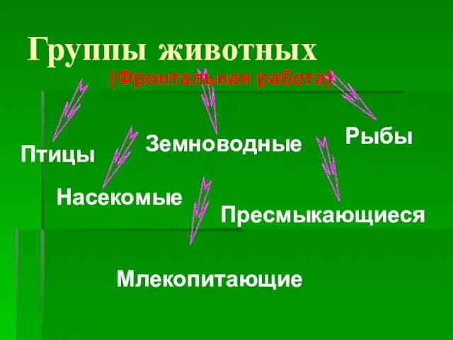 Группы животных Птицы Рыбы Земноводные Пресмыкающиеся Млекопитающие (Фронтальная работа) Насекомые