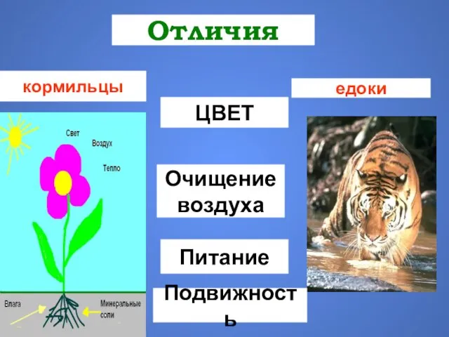 Отличия кормильцы едоки ЦВЕТ Очищение воздуха Питание Подвижность