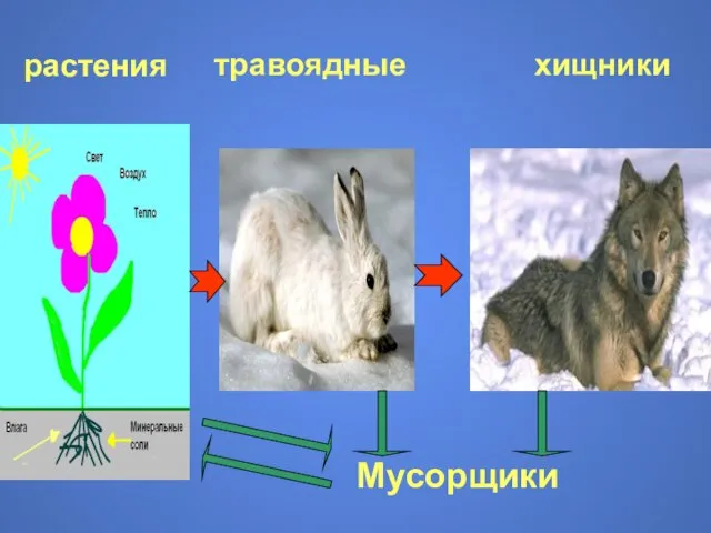 растения травоядные хищники Мусорщики