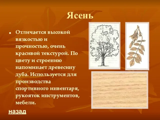 Ясень Отличается высокой вязкостью и прочностью, очень красивой текстурой. По цвету и