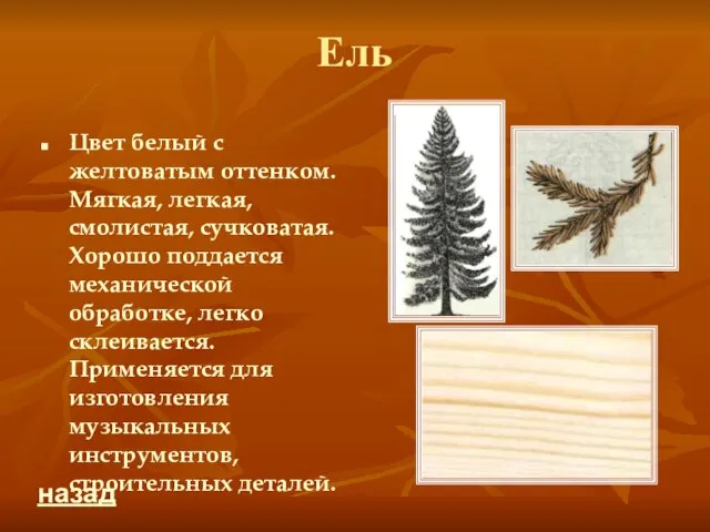 Ель Цвет белый с желтоватым оттенком. Мягкая, легкая, смолистая, сучковатая. Хорошо поддается