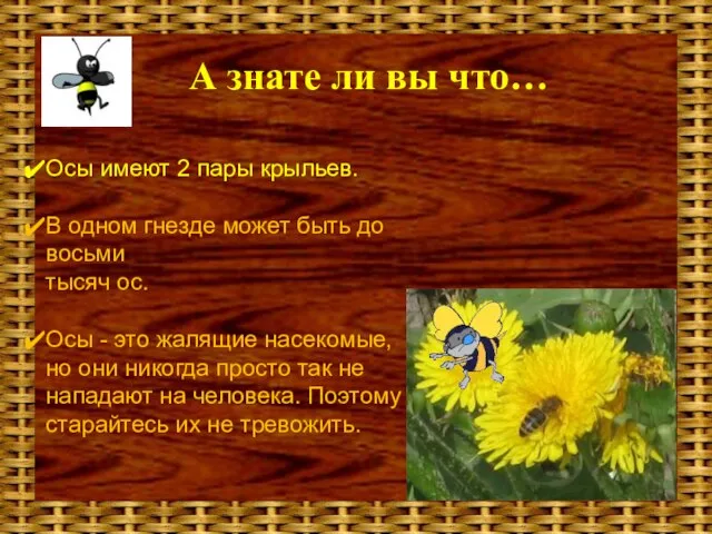 А знате ли вы что… Осы имеют 2 пары крыльев. В одном