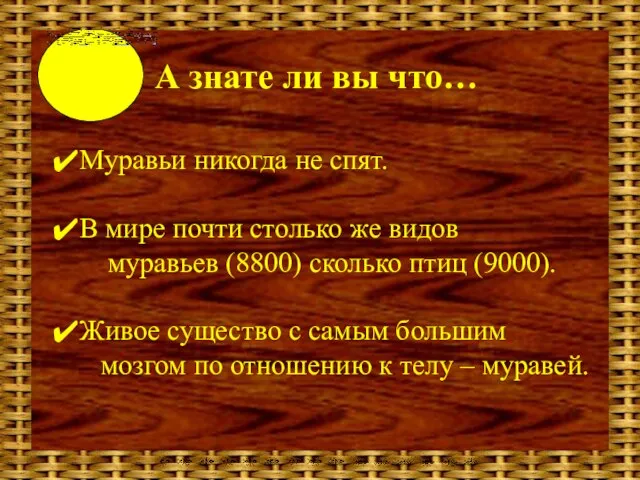 А знате ли вы что… Муравьи никогда не спят. В мире почти