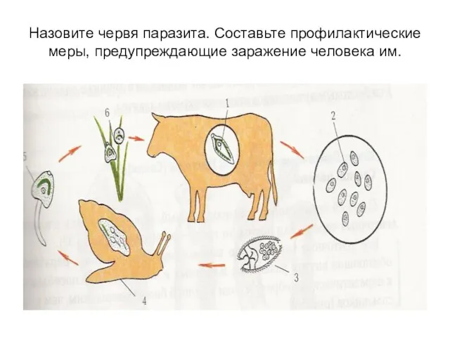 Назовите червя паразита. Составьте профилактические меры, предупреждающие заражение человека им.