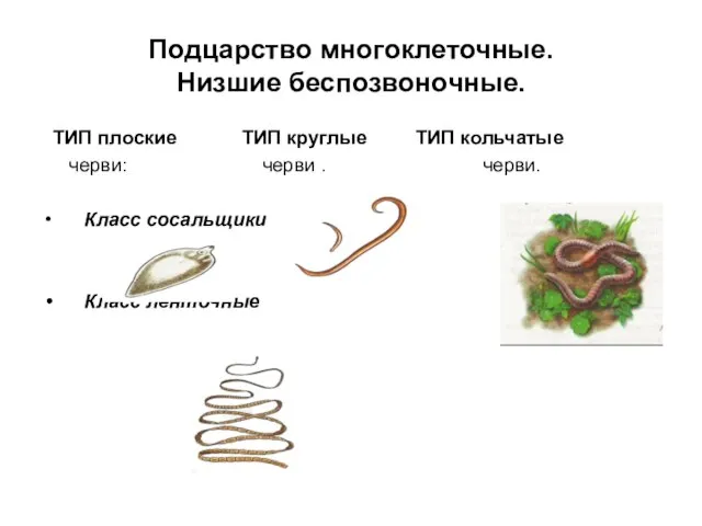 Подцарство многоклеточные. Низшие беспозвоночные. ТИП плоские ТИП круглые ТИП кольчатые черви: черви