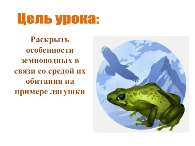 Раскрыть особенности земноводных в связи со средой их обитания на примере лягушки Цель урока: