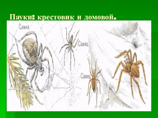 Пауки: крестовик и домовой.