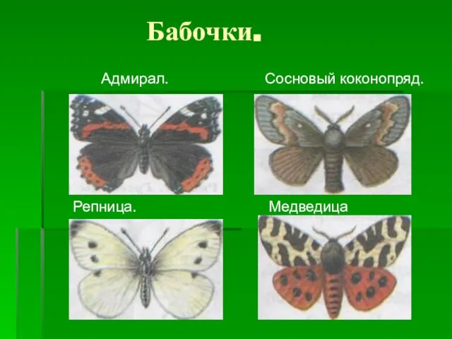 Бабочки. Адмирал. Сосновый коконопряд. Репница. Медведица