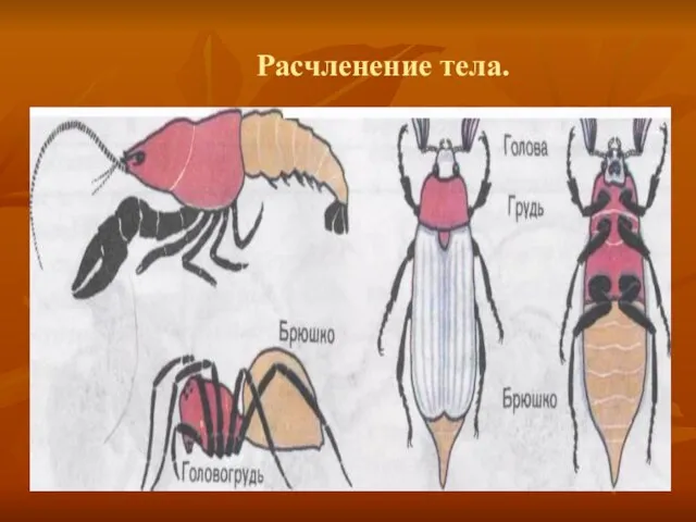 Расчленение тела.