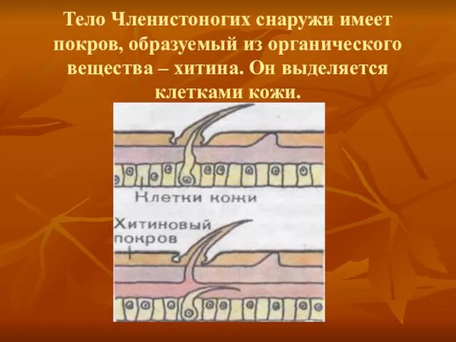 Тело Членистоногих снаружи имеет покров, образуемый из органического вещества – хитина. Он выделяется клетками кожи.