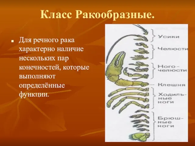 Класс Ракообразные. Для речного рака характерно наличие нескольких пар конечностей, которые выполняют определённые функции.