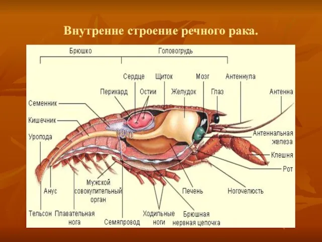 Внутренне строение речного рака.