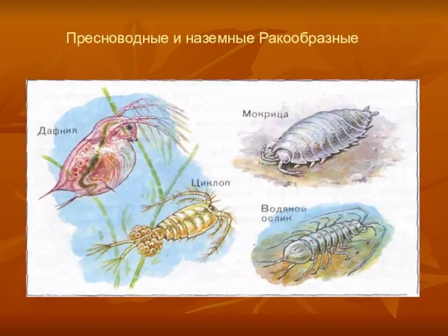 Пресноводные и наземные Ракообразные.