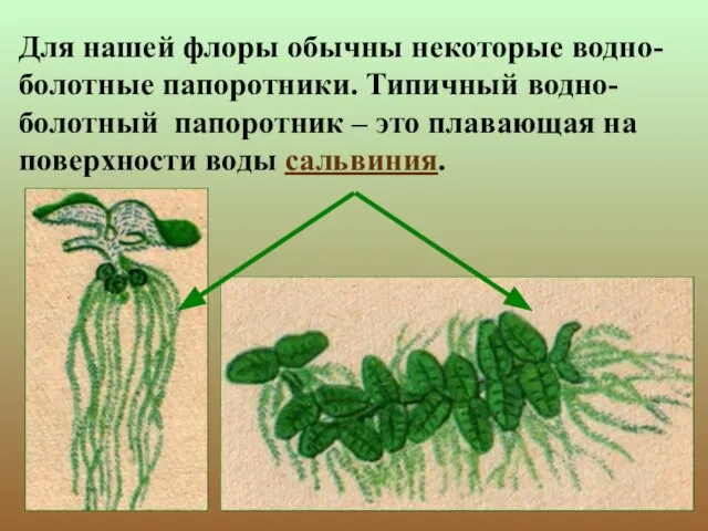 Для нашей флоры обычны некоторые водно-болотные папоротники. Типичный водно-болотный папоротник – это