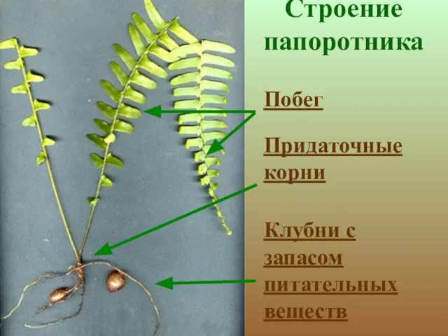 Строение папоротника Побег Придаточные корни Клубни с запасом питательных веществ