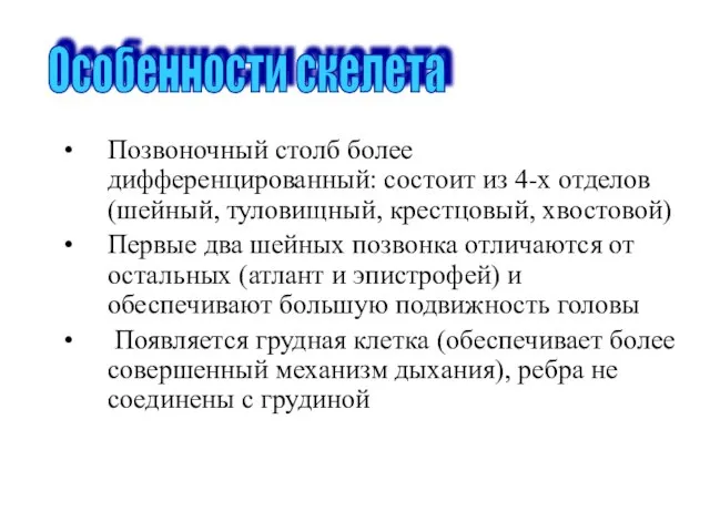 Особенности скелета Позвоночный столб более дифференцированный: состоит из 4-х отделов(шейный, туловищный, крестцовый,