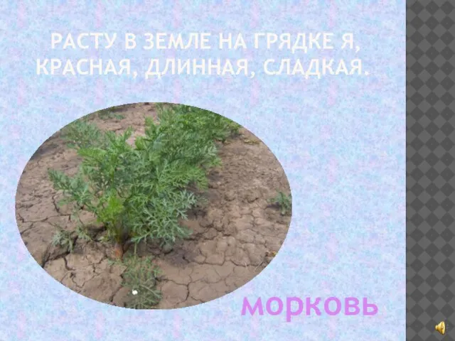 РАСТУ В ЗЕМЛЕ НА ГРЯДКЕ Я, КРАСНАЯ, ДЛИННАЯ, СЛАДКАЯ. морковь