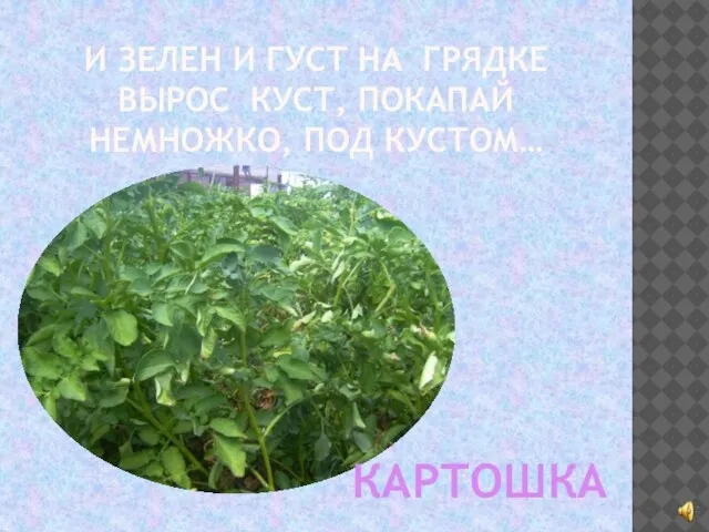 И ЗЕЛЕН И ГУСТ НА ГРЯДКЕ ВЫРОС КУСТ, ПОКАПАЙ НЕМНОЖКО, ПОД КУСТОМ… КАРТОШКА