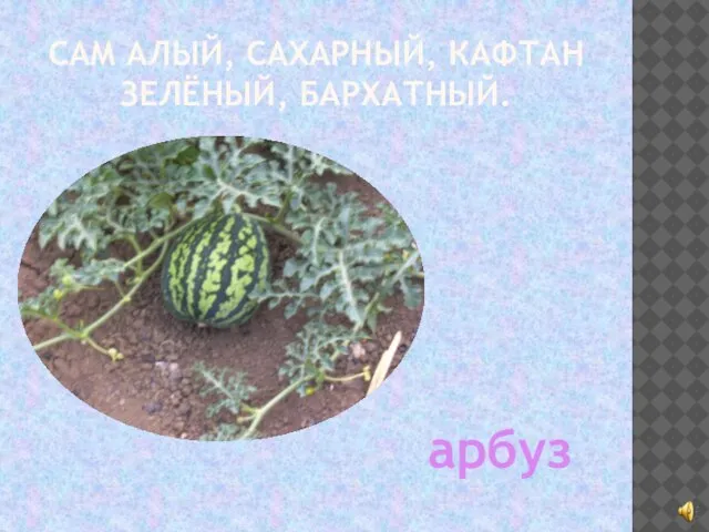 САМ АЛЫЙ, САХАРНЫЙ, КАФТАН ЗЕЛЁНЫЙ, БАРХАТНЫЙ. арбуз