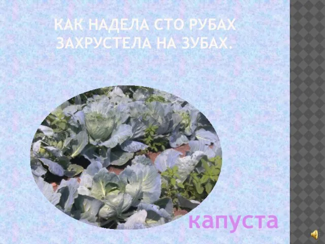 КАК НАДЕЛА СТО РУБАХ ЗАХРУСТЕЛА НА ЗУБАХ. капуста