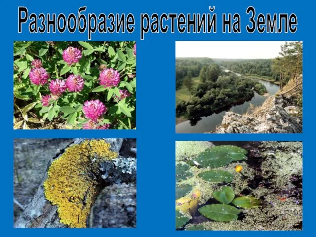 Разнообразие растений на Земле