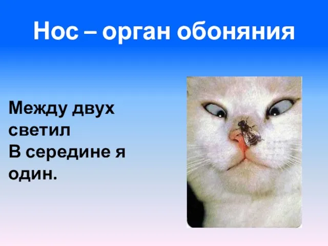 Нос – орган обоняния Между двух светил В середине я один.