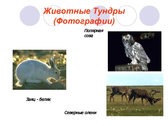 Животные Тундры (Фотографии) Полярная сова Северные олени Заяц - беляк