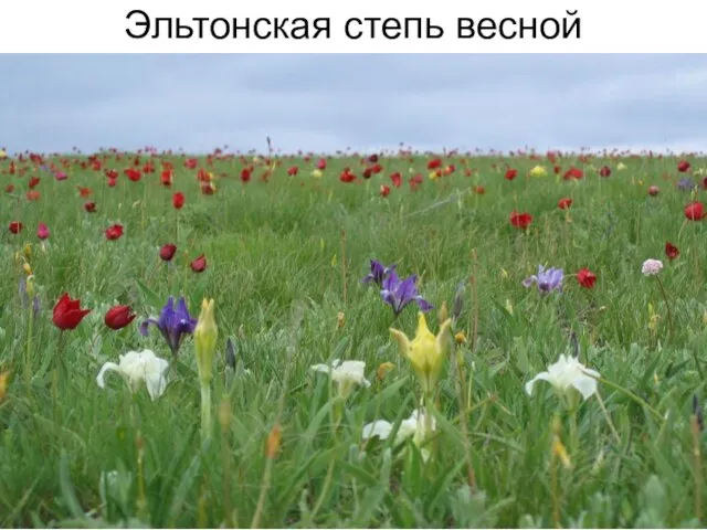 Эльтонская степь весной