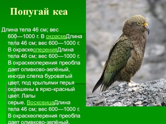 Попугай кеа Длина тела 46 см; вес 600—1000 г. В окраскеДлина тела