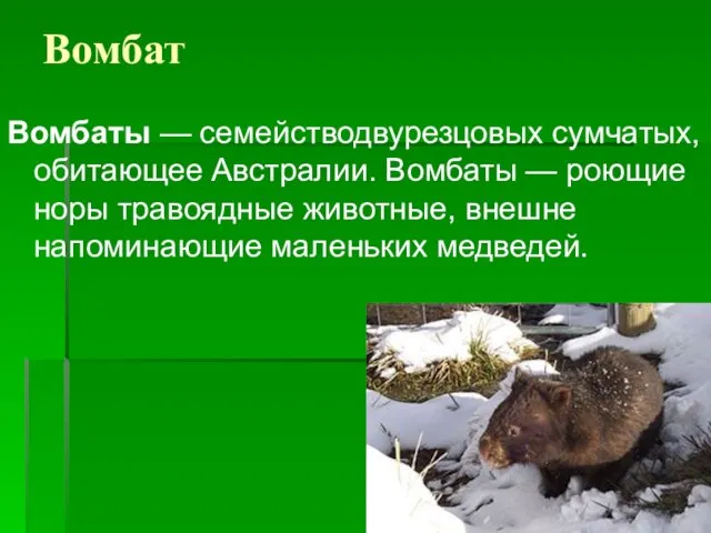 Вомбат Вомбаты — семействодвурезцовых сумчатых, обитающее Австралии. Вомбаты — роющие норы травоядные