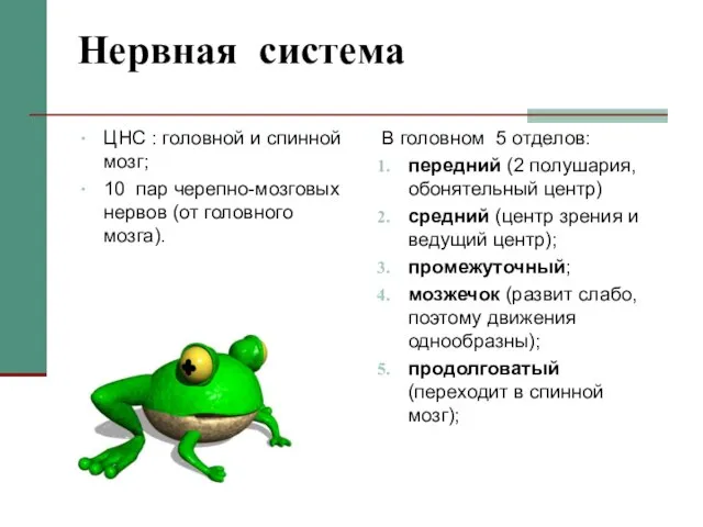 Нервная система ЦНС : головной и спинной мозг; 10 пар черепно-мозговых нервов