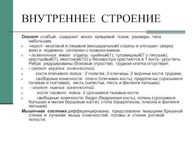 ВНУТРЕННЕЕ СТРОЕНИЕ Скелет слабый, содержит много хрящевой ткани; размеры тела небольшие. -череп: