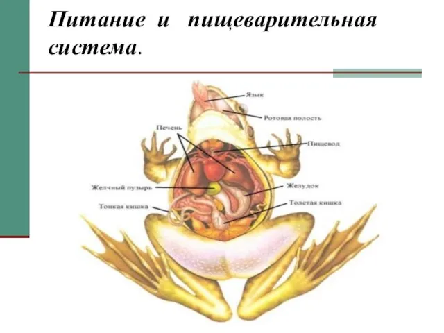 Питание и пищеварительная система.