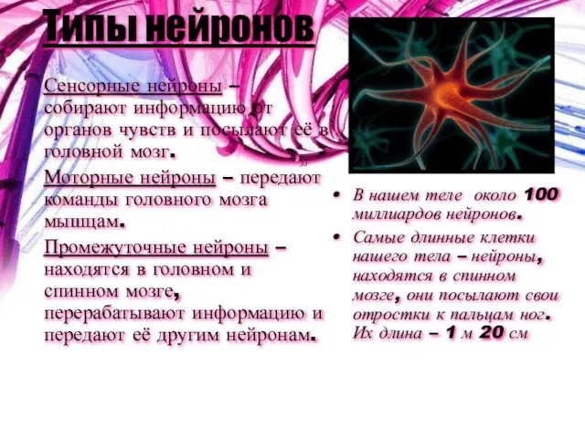 Типы нейронов Сенсорные нейроны – собирают информацию от органов чувств и посылают