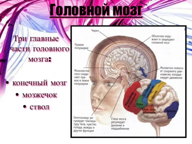 Головной мозг Три главные части головного мозга: конечный мозг мозжечок ствол