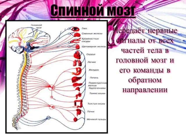 Спинной мозг Передаёт нервные сигналы от всех частей тела в головной мозг