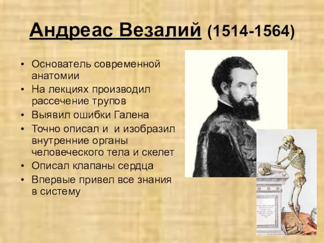 Андреас Везалий (1514-1564) Основатель современной анатомии На лекциях производил рассечение трупов Выявил