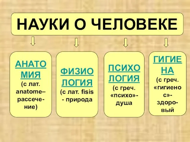 НАУКИ О ЧЕЛОВЕКЕ АНАТОМИЯ (с лат. anatome– рассече-ние) ФИЗИОЛОГИЯ (с лат. fisis