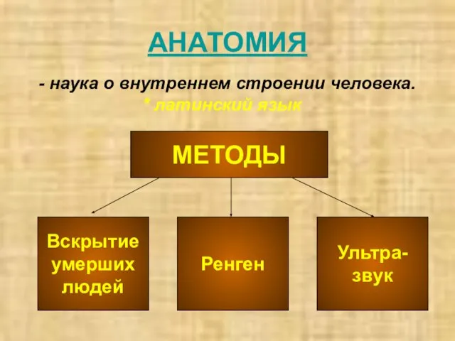 АНАТОМИЯ - наука о внутреннем строении человека. МЕТОДЫ Вскрытие умерших людей Ренген Ультра-звук * латинский язык