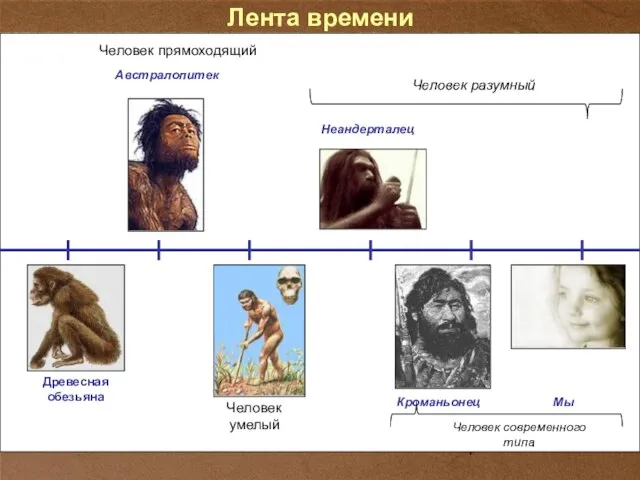 Лента времени Древесная обезьяна Человек прямоходящий Австралопитек Человек умелый Человек разумный Неандерталец