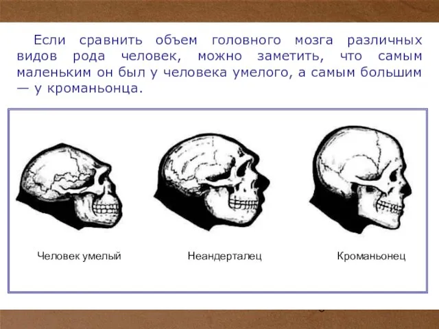 Если сравнить объем головного мозга различных видов рода человек, можно заметить, что