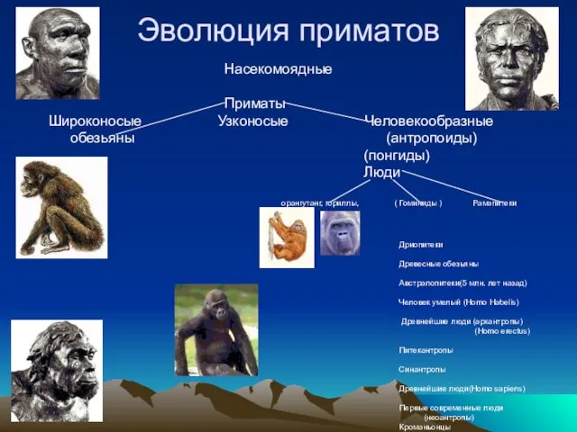 Эволюция приматов Насекомоядные Приматы Широконосые Узконосые Человекообразные обезьяны (антропоиды) (понгиды) Люди орангутанг,