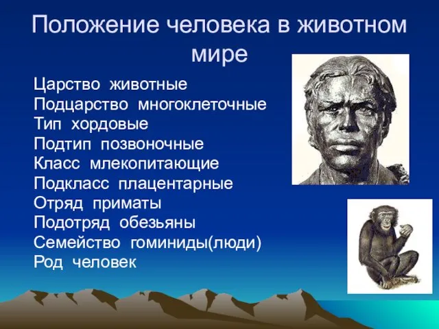 Положение человека в животном мире Царство животные Подцарство многоклеточные Тип хордовые Подтип