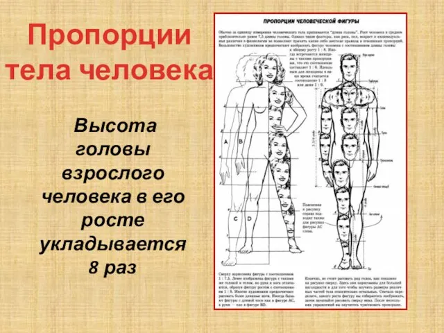 Высота головы взрослого человека в его росте укладывается 8 раз Пропорции тела человека