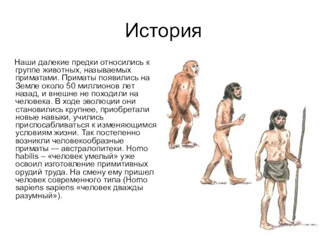 История Наши далекие предки относились к группе животных, называемых приматами. Приматы появились