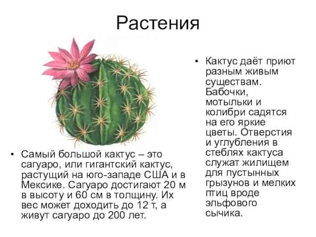 Растения Самый большой кактус – это сагуаро, или гигантский кактус, растущий на